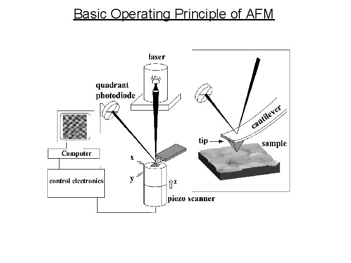Basic Operating Principle of AFM z 