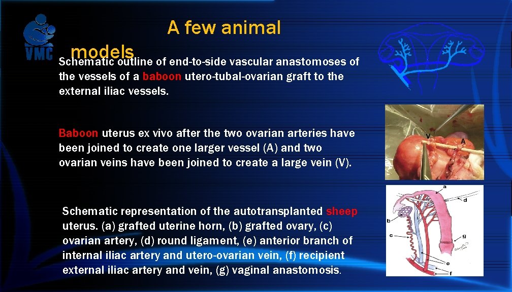 A few animal models Schematic outline of end-to-side vascular anastomoses of the vessels of