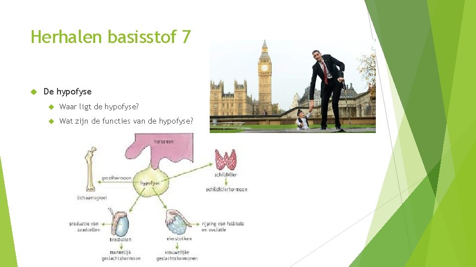 Basisstof 8 Thema 6 De eilandjes van Langerhans