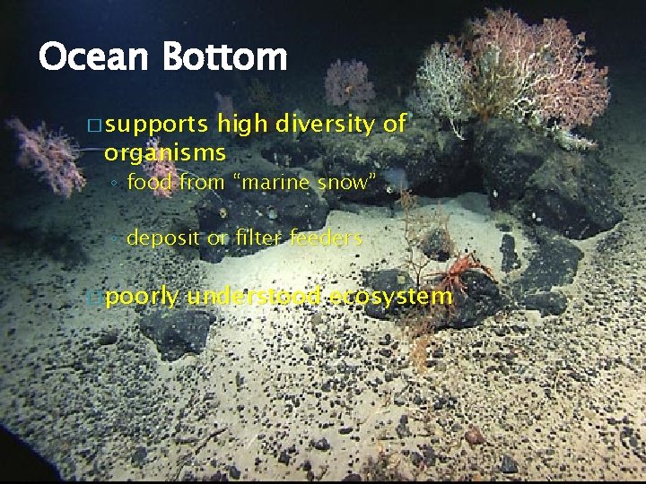 Ocean Bottom � supports high diversity of organisms ◦ food from “marine snow” ◦