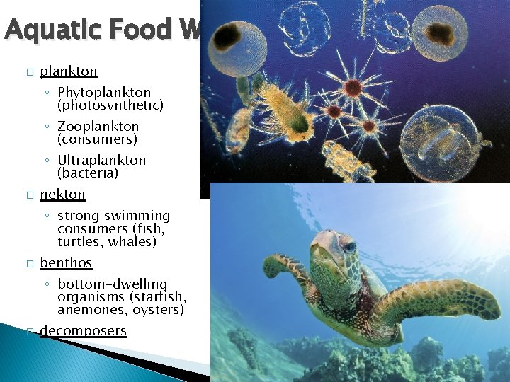 Aquatic Food Webs � plankton ◦ Phytoplankton (photosynthetic) ◦ Zooplankton (consumers) ◦ Ultraplankton (bacteria)