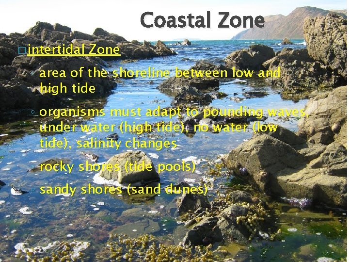Coastal Zone � intertidal Zone ◦ area of the shoreline between low and high