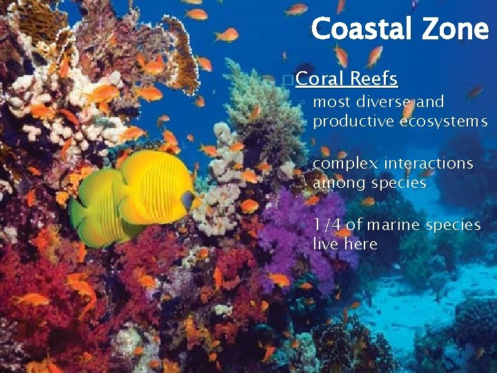 Coastal Zone � Coral Reefs ◦ most diverse and productive ecosystems ◦ complex interactions