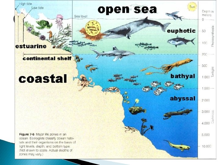 Open Ocean � � vast volume of ocean beyond the edge of the continental