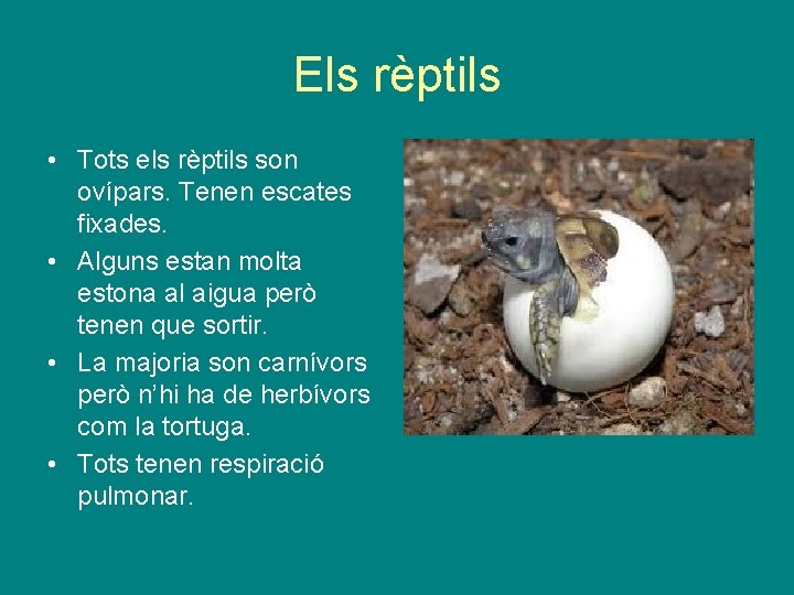 Els rèptils • Tots els rèptils son ovípars. Tenen escates fixades. • Alguns estan