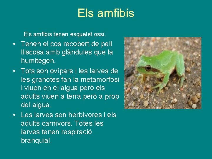 Els amfibis tenen esquelet ossi. • Tenen el cos recobert de pell lliscosa amb