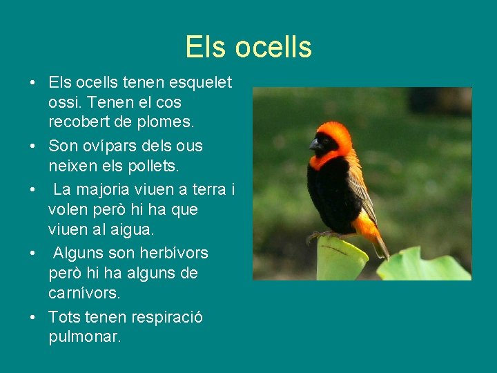 Els ocells • Els ocells tenen esquelet ossi. Tenen el cos recobert de plomes.