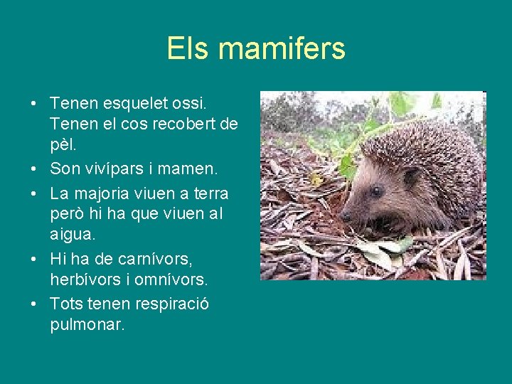 Els mamifers • Tenen esquelet ossi. Tenen el cos recobert de pèl. • Son