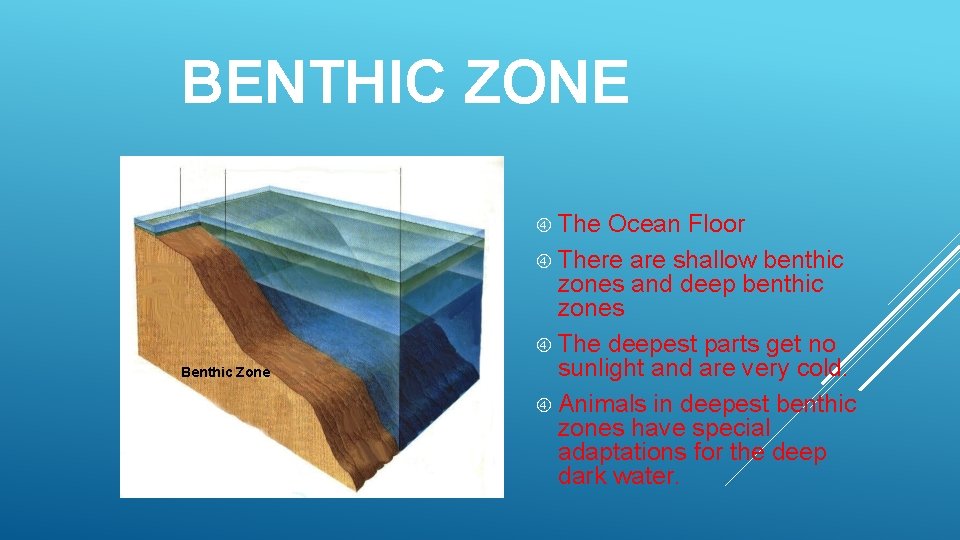 BENTHIC ZONE The Benthic Zone Ocean Floor There are shallow benthic zones and deep