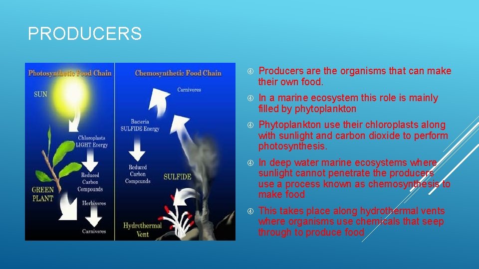 PRODUCERS Producers are the organisms that can make their own food. In a marine