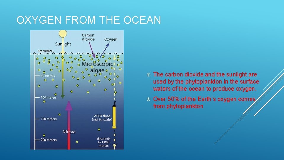 OXYGEN FROM THE OCEAN The carbon dioxide and the sunlight are used by the