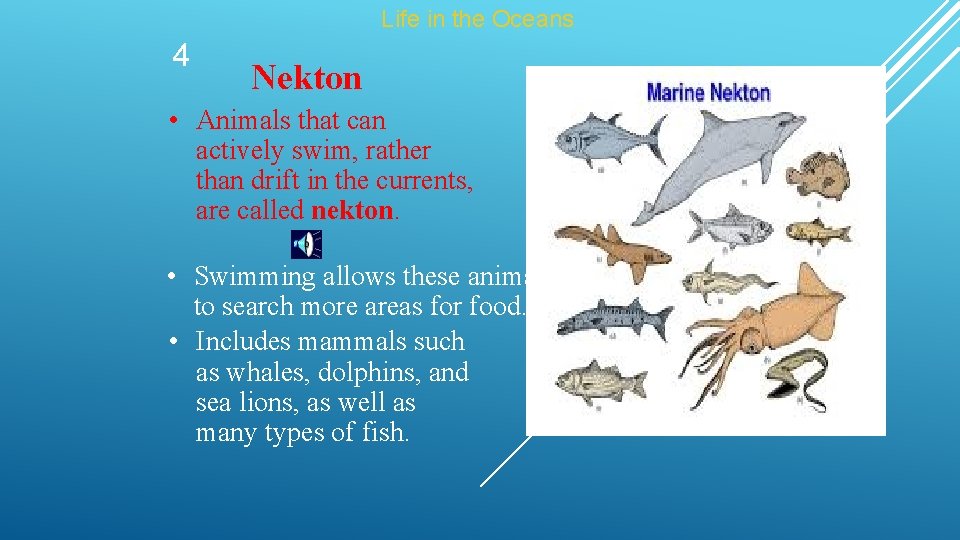 Life in the Oceans 4 Nekton • Animals that can actively swim, rather than