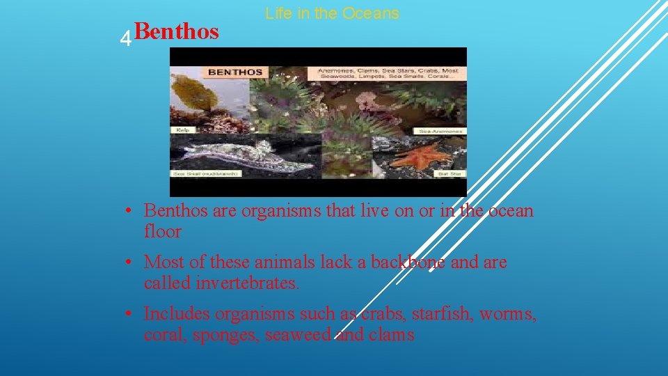 4 Benthos Life in the Oceans • Benthos are organisms that live on or