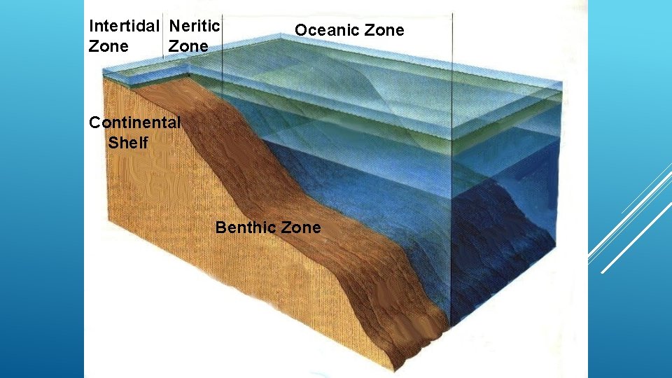 Intertidal Neritic Zone Continental Shelf Oceanic Zone Sunlight Benthic Zone 