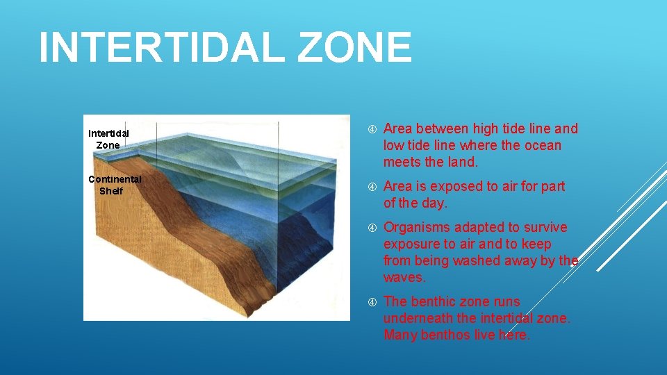 INTERTIDAL ZONE Intertidal Zone Continental Shelf Area between high tide line and low tide