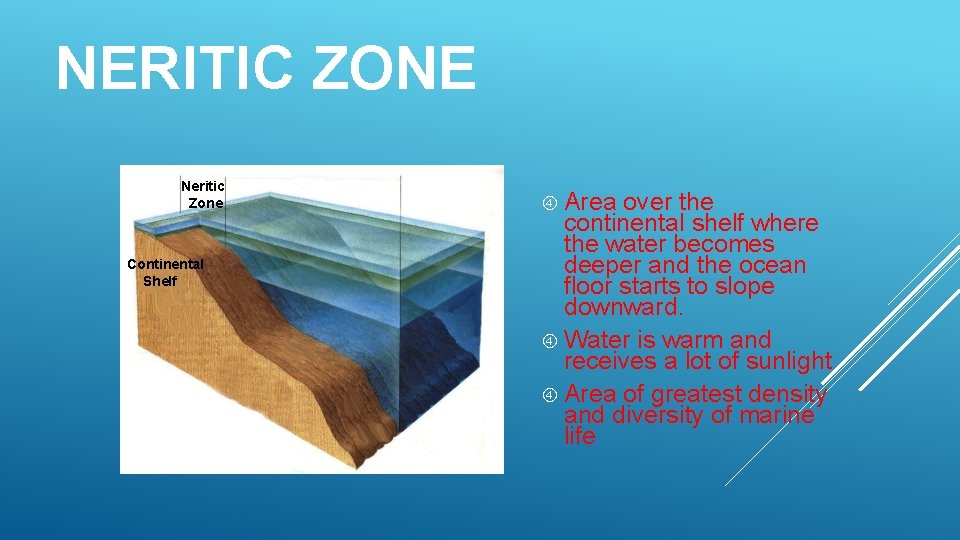 NERITIC ZONE Neritic Zone Continental Shelf Area over the continental shelf where the water