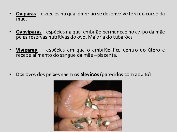  • Ovíparas – espécies na qual embrião se desenvolve fora do corpo da