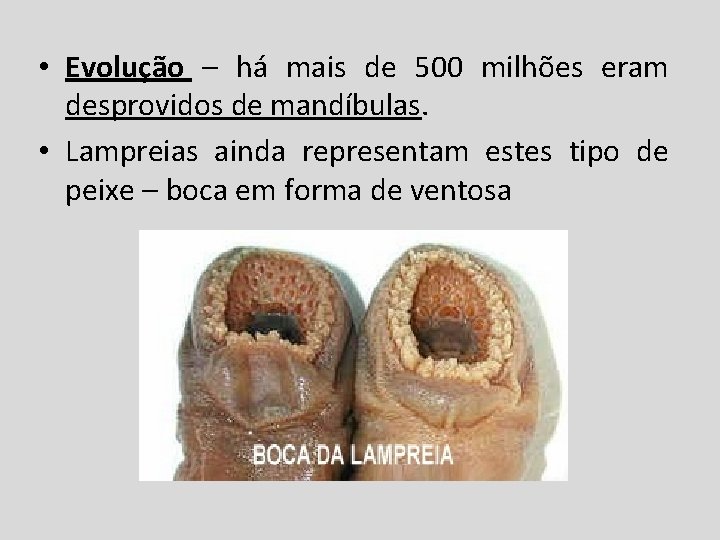  • Evolução – há mais de 500 milhões eram desprovidos de mandíbulas. •