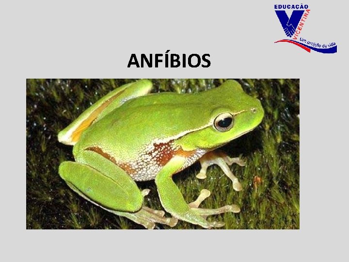 ANFÍBIOS 