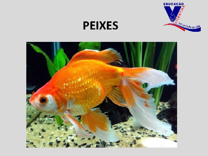 PEIXES 