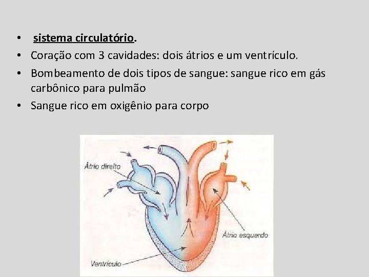  • sistema circulatório. • Coração com 3 cavidades: dois átrios e um ventrículo.