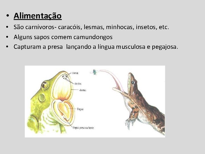  • Alimentação • São carnívoros- caracóis, lesmas, minhocas, insetos, etc. • Alguns sapos