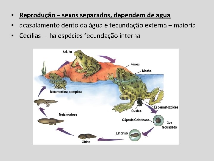  • Reprodução – sexos separados, dependem de agua • acasalamento da água e