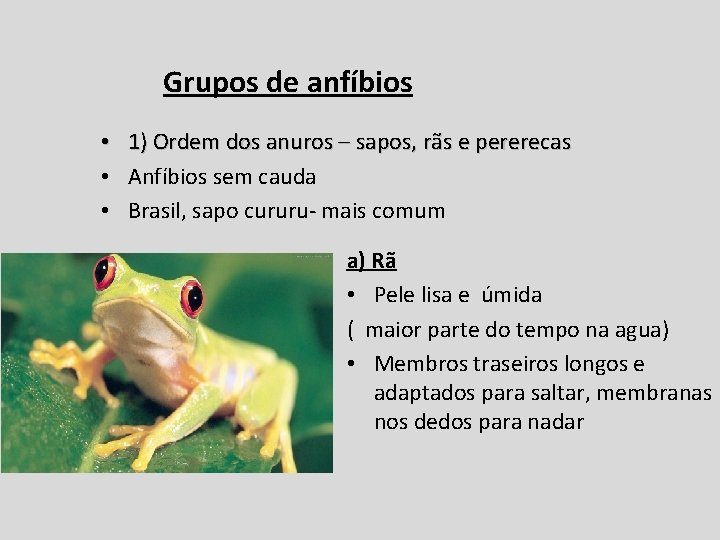 Grupos de anfíbios • 1) Ordem dos anuros – sapos, rãs e pererecas •