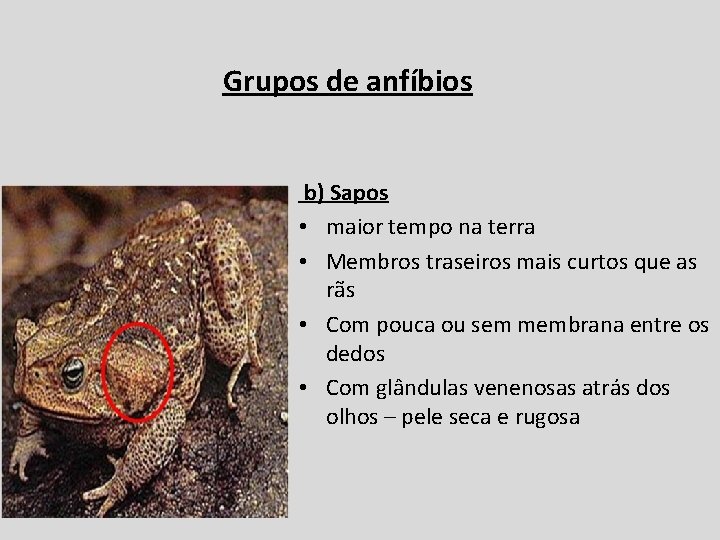 Grupos de anfíbios b) Sapos • maior tempo na terra • Membros traseiros mais