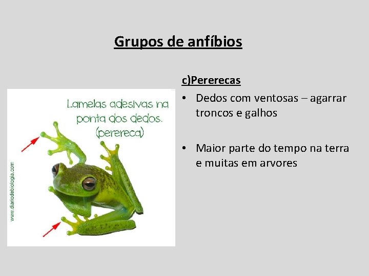 Grupos de anfíbios c)Pererecas • Dedos com ventosas – agarrar troncos e galhos •