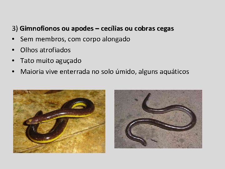 3) Gimnofionos ou apodes – cecílias ou cobras cegas • Sem membros, com corpo