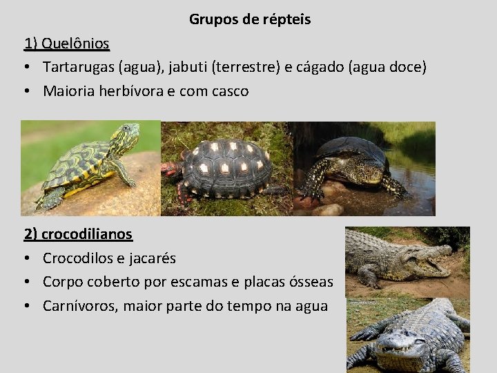 Grupos de répteis 1) Quelônios • Tartarugas (agua), jabuti (terrestre) e cágado (agua doce)