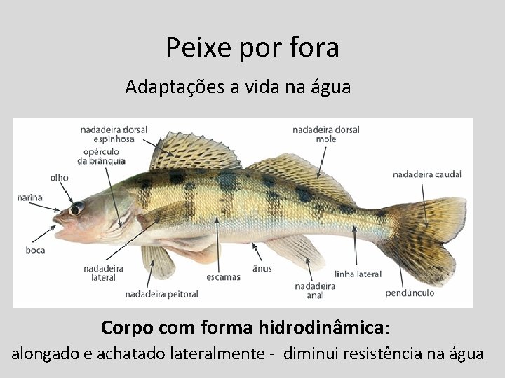 Peixe por fora Adaptações a vida na água Corpo com forma hidrodinâmica: alongado e