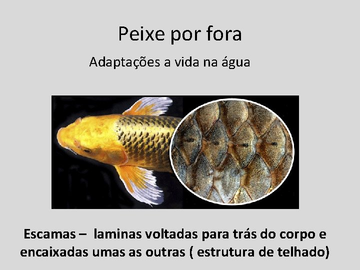 Peixe por fora Adaptações a vida na água Escamas – laminas voltadas para trás