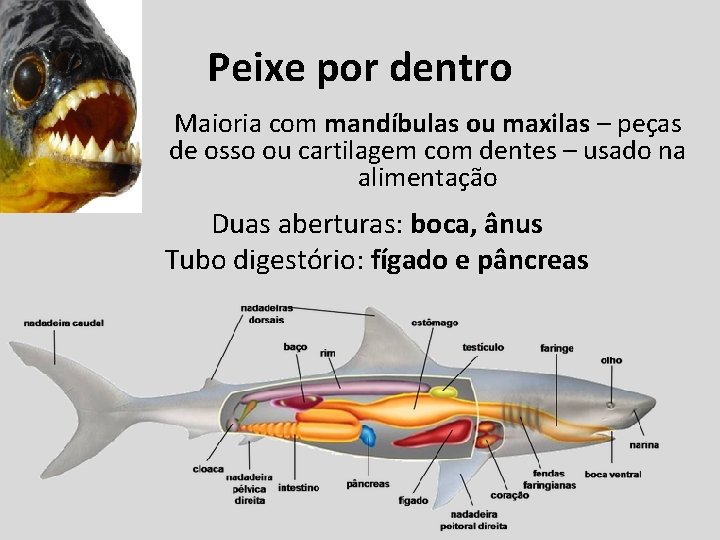 Peixe por dentro Maioria com mandíbulas ou maxilas – peças de osso ou cartilagem