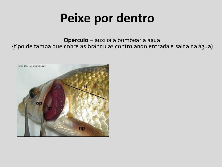 Peixe por dentro Opérculo – auxilia a bombear a agua (tipo de tampa que