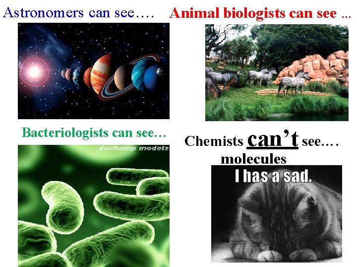 Astronomers can see…. Animal biologists can see … Bacteriologists can see… Chemists can’t see….