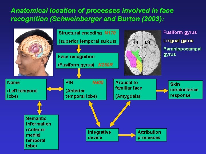 Anatomical location of processes involved in face recognition (Schweinberger and Burton (2003): Fusiform gyrus