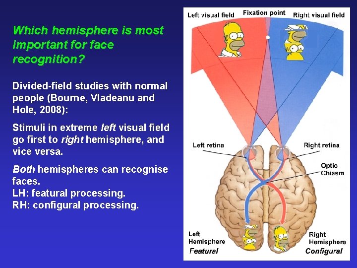 Which hemisphere is most important for face recognition? Divided-field studies with normal people (Bourne,