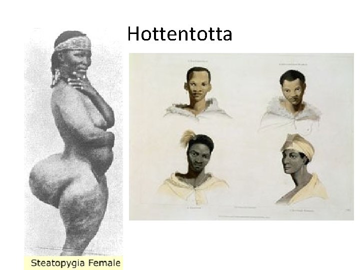 Hottentotta 