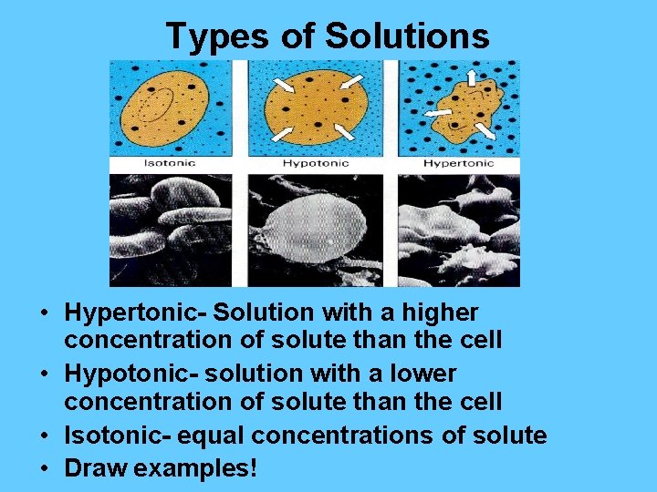 Types of Solutions • Hypertonic- Solution with a higher concentration of solute than the