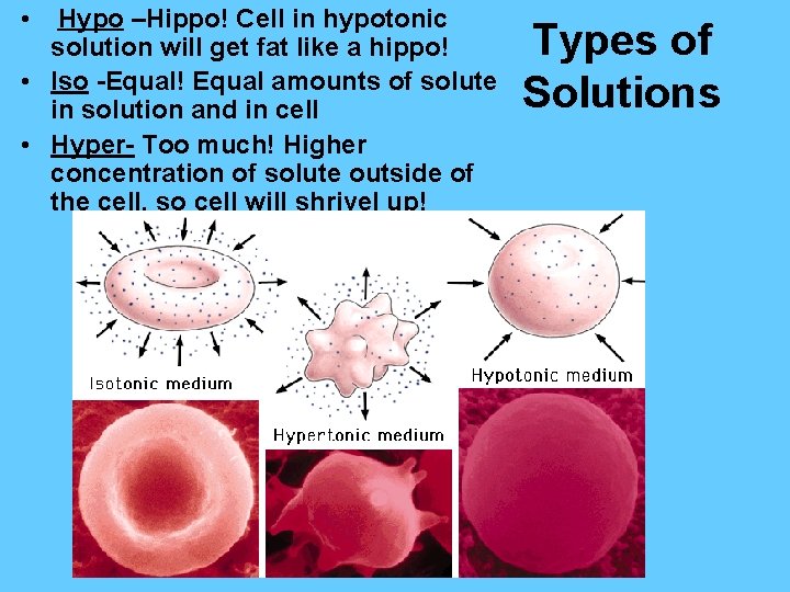  • Hypo –Hippo! Cell in hypotonic solution will get fat like a hippo!