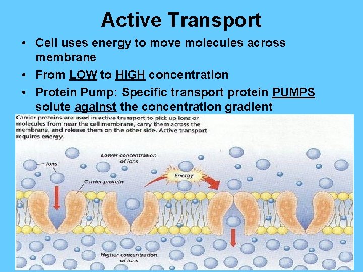 Active Transport • Cell uses energy to move molecules across membrane • From LOW