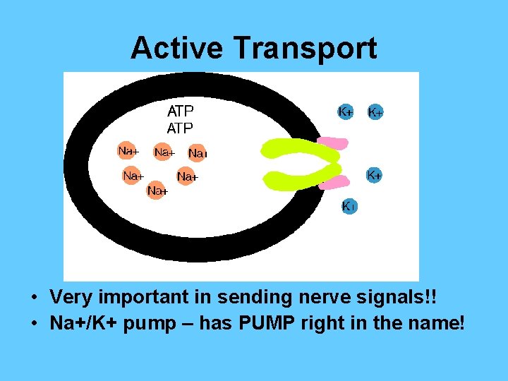 Active Transport • Very important in sending nerve signals!! • Na+/K+ pump – has