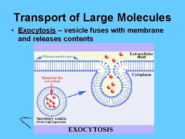 Transport of Large Molecules • Exocytosis – vesicle fuses with membrane and releases contents