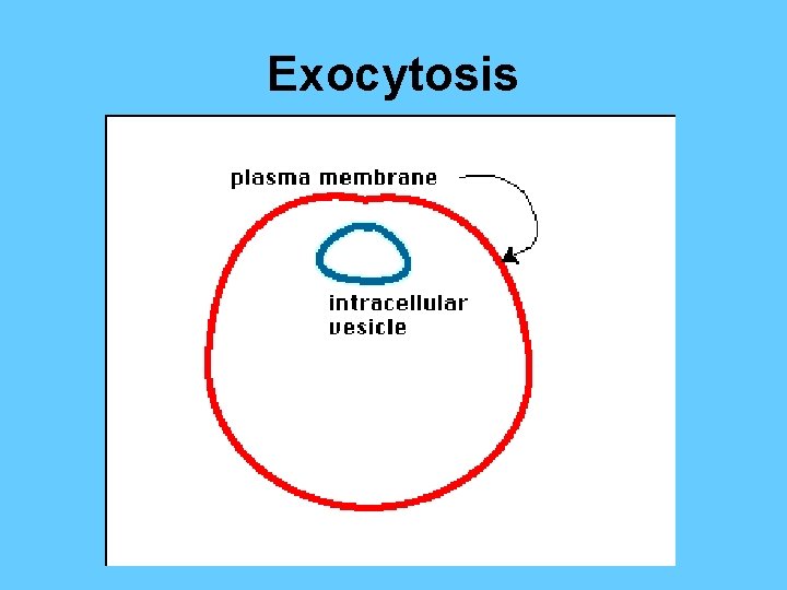 Exocytosis 