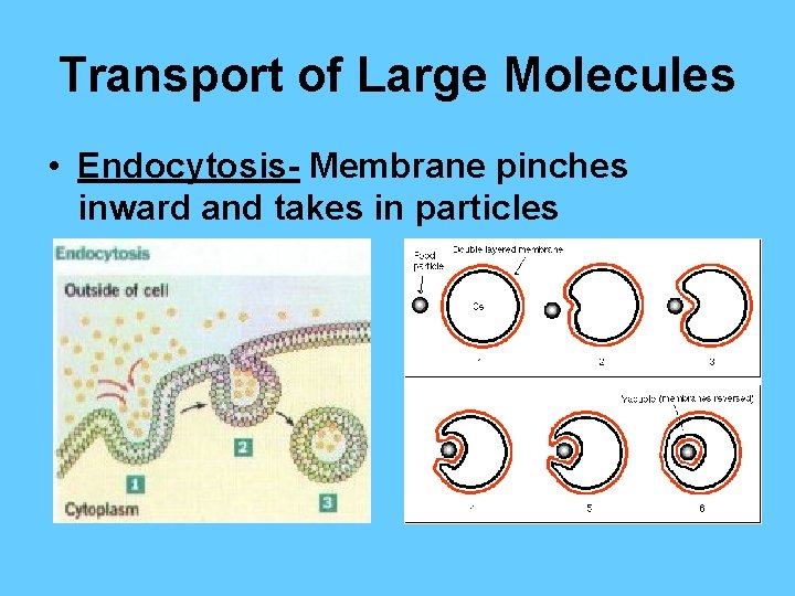 Transport of Large Molecules • Endocytosis- Membrane pinches inward and takes in particles 