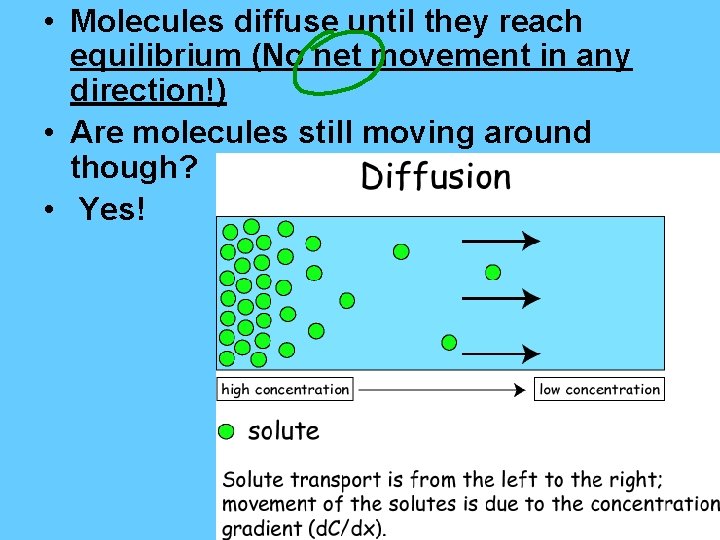  • Molecules diffuse until they reach equilibrium (No net movement in any direction!)