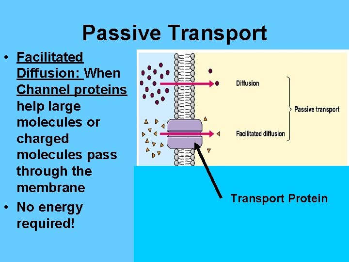 Transport Across the Cell Membrane Diffusion Diffusion Movement