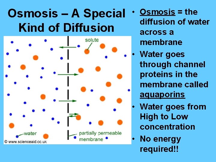 Osmosis – A Special Kind of Diffusion • Osmosis = the diffusion of water